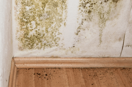 Mold – The 10 Things you need to Know